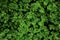 Natural green dark background. Plant and herb texture. Leafs green young fresh oxalis, shamrock, trefoil close-up
