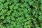 Natural green dark background. Plant and herb texture. Leafs green young fresh oxalis, shamrock, trefoil close-up. Beautiful