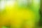 Natural green defocus light nature abstract background