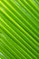Natural green diagonal lines on palm tree leaf, green abstract background