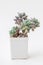 Natural green Echeveria Succulent houseplant in white plastic pot on white background