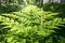 Natural green fern leaves perfect background and texture.Young fern leaf early summer morning