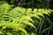 Natural green fern leaves perfect background and texture.Young fern leaf early summer morning