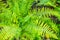 Natural green fern top view wallpaper. Beautyful ferns leaves green foliage natural floral fern background in sunlight.