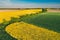 Natural Green Field With Trails Lines In Blooming Canola Yellow Flowers. Top View Of Rape Plant, Rapeseed, Oilseed Field