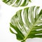 Natural green fresh monstera leaves border frame on white abstract background isolated. Room for text. Tropical summer concept