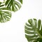 Natural green fresh monstera leaves border frame on white abstract background isolated. Room for text. Tropical summer concept