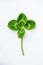 Natural green fresh shamrock four-leaf clover on  white background.