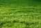 Natural green grass