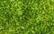 Natural green grass background. Green grass field photo background. Spring banner of fresh green grass.
