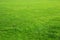 Natural green grass background texture