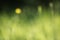Natural green grass blur background with dandelion