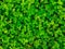 Natural green grass clover texture. Natural background