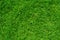 Natural green grass texture, top view of the lawn, golf green wa