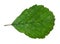 natural green leaf of alder tree cutout on white