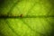 Natural green leaf fresh detailed rugged surface structure extreme macro closeup photo background