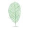 Natural green leaf with veins,vector illustration