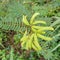 Natural green leaves branches plant wet zone of ceylon