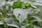 Natural green leaves with gray ashes