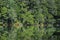 Natural green leaves tree forest with reflection on Myojin pond at Japanese alps Kamikochi Nagano