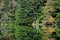 Natural green leaves tree forest with reflection on Myojin pond at Japanese alps Kamikochi Nagano