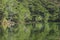 Natural green leaves tree forest with reflection on Myojin pond at Japanese alps Kamikochi Nagano