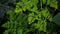 Natural Green Moringa leaves in the Garden, green background. Moringa, leaves Moringa oleifera Lamk