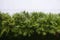 Natural green palm leaves with cement wall background, Livistona Rotundifolia Palm, borassus Flabellifer