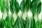 Natural Green Pattern. Close Up Green Vegetable Bok Choy Leaves Background