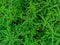 Natural green plants landscape of phyllanthus amarus. Tropical plant known by the common names gale of the wind, stonebreaker or