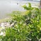 Natural green plants near the ancient tank at Anuradhapura in Sri Lanka