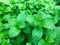 Natural green spearmint peppermint herb plant farm background