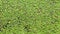 Natural green texture. Lemna perpusilla Torrey. Texture from Common Duckweed