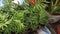 Natural green tropical indoor plants with large leaves, in pots on the shop window