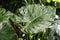 Natural green tropical texture of leaf, macro photo of dark green foliage, fresh exotic botanical pattern. Abstract