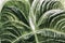 Natural green tropical texture of leaf, macro photo of dark green foliage, fresh exotic botanical pattern, background