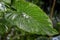 Natural green tropical texture of leaf, macro photo of dark green foliage, fresh exotic botanical pattern, background
