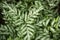 Natural green-white leaves pattern of Silver lace fern, Slender brake fern, Sword brake fern in the tropical garden.