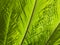 Natural greenery background with texture of palm or fern fronds