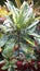   Natural greenish croton plant . It comes up with branches .