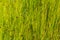 Natural greenish grass straws background