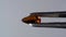 natural grossular brown garnet gemstone in the tweezer on the turn table