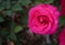 Natural grow pink rose in back yard