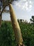 Natural Growing of Crop Known As Bajri