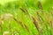 Natural growing motley  grass field sweetgrass, hierochloe. Soft focus. Nature background