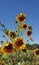 Natural growing sunflowers in a field.