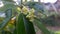 The natural guava petal is blooming on the branch of the tropical agricultural garden in the village