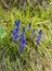 Natural habitat perennial plant - Polygala amara L. which is a species of flowering plant in the milkwort family