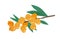 Natural hand drawn branch of sea buckthorn yellow berries vector flat illustration. Colorful berry with stem and leaves