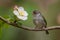 Natural harmony bird perches near flower on tranquil branch